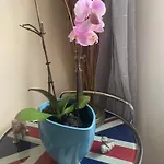 Belle Chambre Au Coeur De Pansiyon *